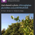 twitter-for-glass-tweet